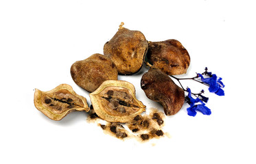 Brown Jacaranda seeds and blue-violet flowers, isolated on white background