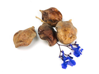 Brown Jacaranda seeds and blue-violet flowers, isolated on white background