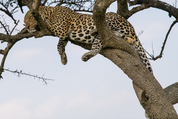 Sleeping Leopard