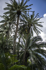 Luscious Palm Trees