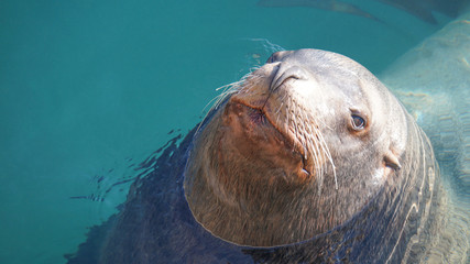 seal an animal in the water