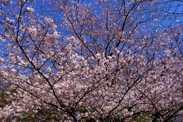 さくら　春　青空　風景　杤木