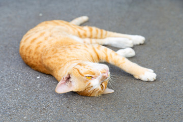 Cute sleeping ginger cat lying on the street in the morning.