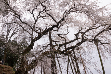 奥山田の枝垂れ桜／愛知県岡崎市