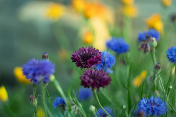Beautiful purple and blue flowers cornflowers close up in the field against the background of other grasses