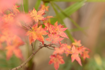 紅葉