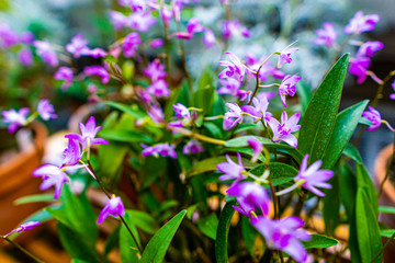 Dendrobium Kingianum pink rock orchid
