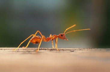 mosquito sucking blood extreme close up