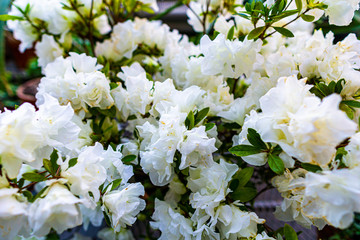 blooming white flowers closeup