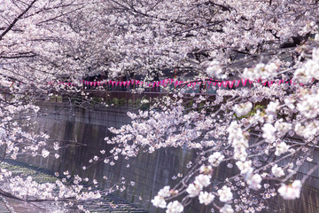 目黒川の桜