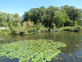 Lake and Lily Pads