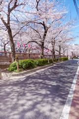 目黒川の桜
