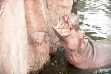 aggressive hippo opened his mouth wide