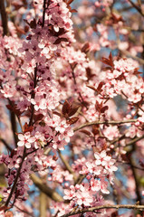 cherry tree with blooming pink blossoms