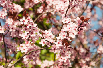 cherry tree with blooming pink blossoms