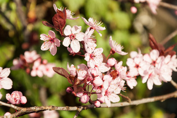 cherry tree with blooming pink blossoms