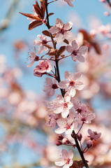 cherry tree with blooming pink blossoms