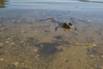 View of Sproat Lake provincial park during the summer season, frog in the lake, Vancouver Island, BC, Canada