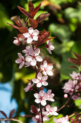 cherry tree with blooming pink blossoms