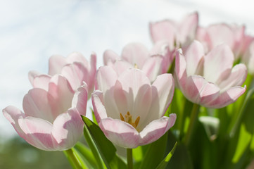 white tulips with slightly pink details