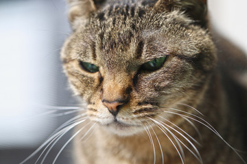 キジトラ猫の顔