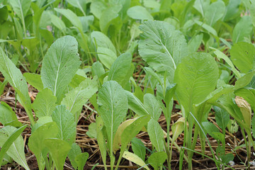 Close up young Cantonese vegetable, Green background, Organic farm in Asia
