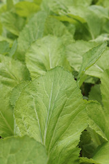 green leaves background