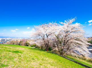 Obraz premium 桜咲く丘と住宅街