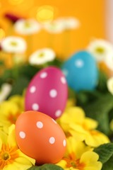Easter holiday.Easter eggs and spring flowers.Orange and pink easter eggs in yellow primulas and white daisies flowers on an orange bright background w