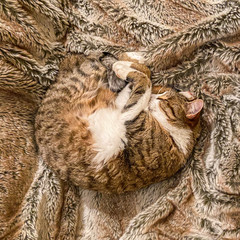 chat dormant en rond sur une couverture