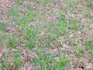 In the forest, young green plants make their way through last year’s leaves and grass