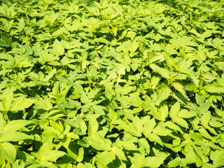 Young green vegetation under the spring sun in the park