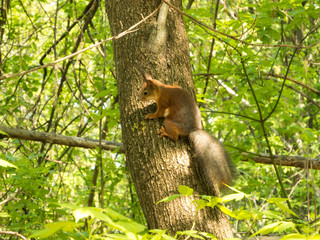 Red squirrel on a tree trunk in spring forest