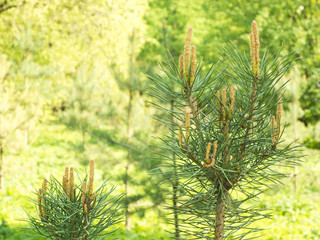 Young spring pine branches in the forest