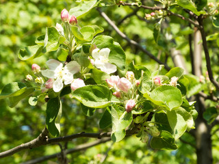 White pink flowers of apple trees in spring in the park