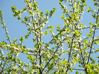 Cherry branch with white small flowers on blue sky