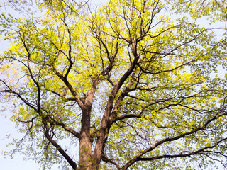Oak tree in the spring forest on blue sky