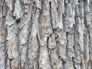 Brown oak bark in the spring forest. Macro photo