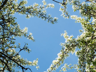 Cherry branch with white small flowers on blue sky