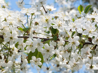 Cherry branch with white small flowers