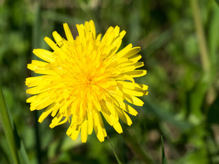 Yellow dandelion flower in forest