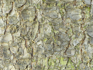 Brown spruce tree bark in the spring forest. Macro photo