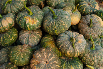 Close-up Green Pumpkin , Planted in Asia, Thailand.