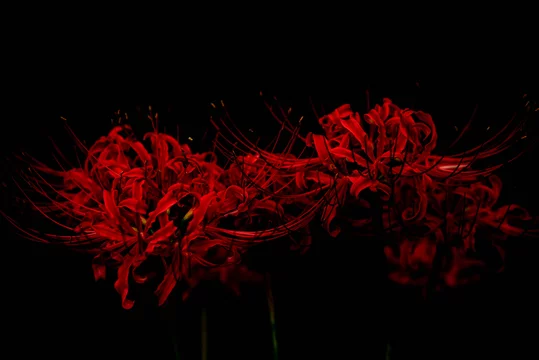 ❤️Beautiful red spider lily❤️ Are... - Ibaraki Sightseeing | Facebook