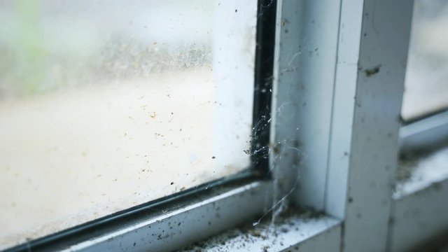 Video footage of cobwebs in the corner of a window