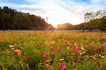 The cosmos flowers in Akebonoyama Park are shining.