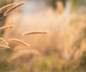 Fototapeta premium Flower grass in field copy space