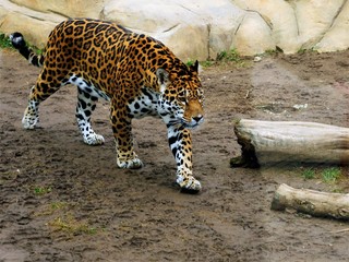  Jaguar moves to meet.