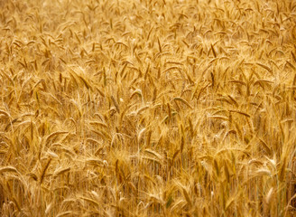 Ripe barley plantation ready for harvest. Barley grain is used for flour, barley bread, barley beer, some whiskeys, some vodkas, and animal fodder