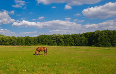 Horse grazing in a ranch
